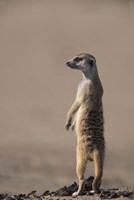 South Africa, Kgalagadi, Meerkat, Mongoose Fine Art Print
