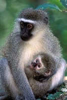 South Africa, Tsitsikamma NP, Vervet Monkey, rainforest Fine Art Print