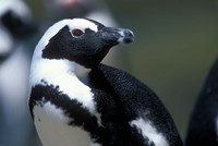 Close up of African Penguin Fine Art Print