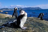 South Africa, Simon's Town, Jackass Penguin, coastline Fine Art Print