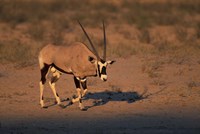 South Africa, Kalahari Desert, Gemsbok wildlife Fine Art Print
