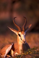 South Africa, Springbok wildlife, Kalahari Desert Fine Art Print