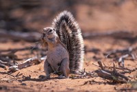 Squirrel Fine Art Print