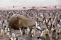 Southern Elephant Seal big bull and chinstrap penguins, wildlife, South Georgia Fine Art Print