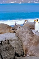 Southern Elephant Seal bull waiting  to mate, Island of South Georgia Fine Art Print
