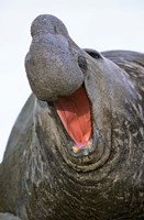 Southern Elephant Seal bull, South Georgia Fine Art Print