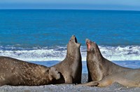Fighting Elephant Seal cows, South Georgia Fine Art Print