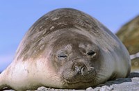 Resting Elephant Seal cow,  South Georgia Fine Art Print