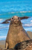 Southern Elephant Seal cow, South Georgia Fine Art Print