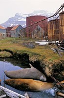 Southern Elephant Seal in ruins of old whaling station, Island of South Georgia Fine Art Print