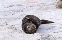 Southern Elephant Seal pub resting head on whale vertebrae, South Georgia Fine Art Print