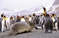 Southern Elephant Seal weaned pup in colony of King Penguins Fine Art Print