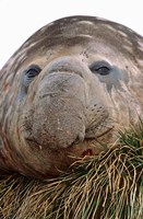 Southern Elephant Seal, bull during harem and mating season, South Georgia Fine Art Print