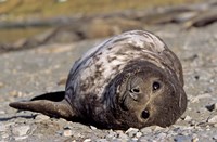 Southern Elephant Seal, portrait of pub, Island of South Georgia Fine Art Print