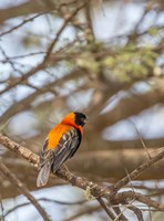Southern Red Bishop, Lake Manyara NP, Tanzania Fine Art Print