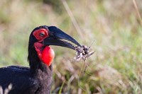 Southern Ground Hornbill foraging, Maasai Mara, Kenya Fine Art Print