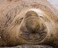 South Georgia Island, Sleeping bull elephant seal Fine Art Print