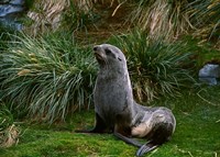 South Georgia Island, Southern Fur seal Fine Art Print