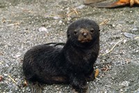South Georgia Island, Southern fur seal pup Fine Art Print