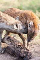 Spotted Hyena, Maasai Mara, Kenya Fine Art Print