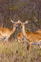 The Ugandan Kob in the Queen Elizabeth National Park Uganda, Africa. Fine Art Print