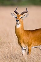 The Ugandan Kob, Queen Elizabeth National Park, Uganda Fine Art Print