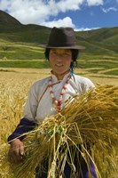 Tibetan Farmer Harvesting Barley, East Himalayas, Tibet, China Fine Art Print