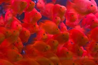 Swarms of gold fish, Shanghai, China Fine Art Print