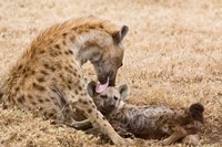 Tanzania, Ngorongoro Conservation Area, Spotted hyena Fine Art Print