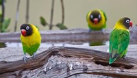 Tanzania. Yellow-collared Lovebirds, Tarangire NP Fine Art Print