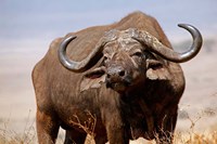 Tanzania, Ngorongoro Crater. African Buffalo wildlife Fine Art Print