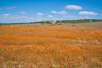 Field of Spring flowers, South Africa Fine Art Print