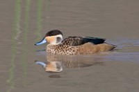 Tanzania, Hottentot Teal duck, Ngorongoro Crater Fine Art Print