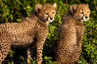 Tanzania, Ndutu, Ngorongoro, Cheetahs Fine Art Print