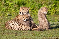 Tanzania, Ngorongoro Conservation, Cheetahs Fine Art Print