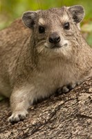 Tanzania, Serengeti NP, Hyrax wildlife Fine Art Print