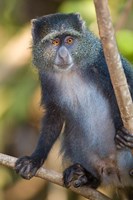 Tanzania. Blue Monkey, Manyara NP Fine Art Print