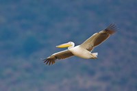 Tanzania. Great White Pelican, bird, Manyara NP Fine Art Print