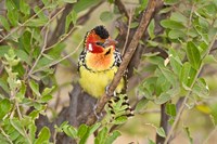 Tanzania. Red and Yellow Barbet, Tarangire NP Fine Art Print