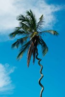 Tanzania: Zanzibar, curly-que trunk of palm tree inland Fine Art Print