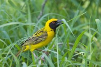 Spottedbacked Weaver bird, Imfolozi, South Africa Fine Art Print