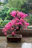 Spring Blossoms cover Bonsai, The Chi Lin Buddhist Nunnery, Hong Kong, China by Charles Crust - various sizes