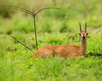 Steenbok buck, Mkuze Game Reserve, South Africa by Maresa Pryor - various sizes, FulcrumGallery.com brand