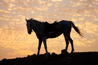 Sunrise and Silhouette of Horse and rider on the Giza Plateau, Cairo, Egypt Fine Art Print