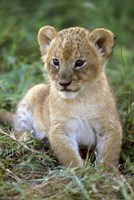 Tanzania, Serengeti National Park, African lion Fine Art Print