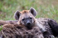 Spotted Hyena wildlife, Maasai Mara, Kenya Fine Art Print