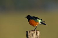 Superb Starling bird, Lake Nakuru National Park, Kenya Fine Art Print