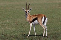 Thomson's Gazelle antelope, Maasai Mara, Kenya Fine Art Print