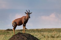 Topi antelope on termite mound, Maasai Mara, Kenya Fine Art Print