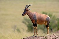 Topi antelope, termite mound, Masai Mara GR, Kenya Fine Art Print